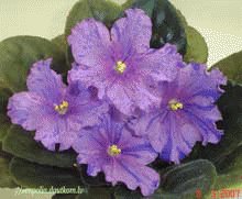 file_86275032