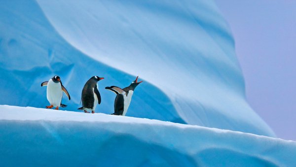 Пингвины Генту Gentoo Grievances UHD обои 4К
