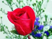 file_85274666