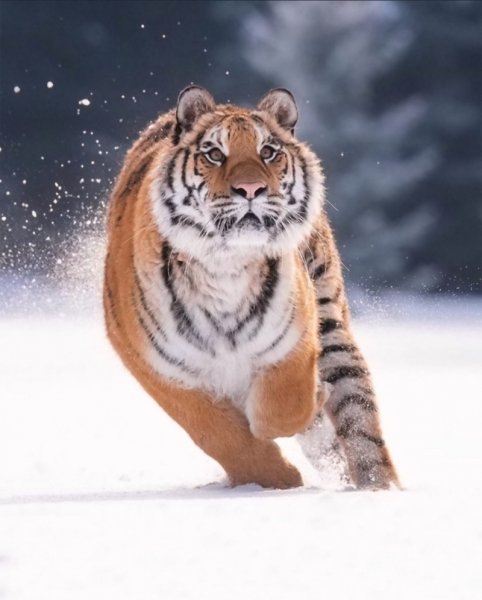 Тигр