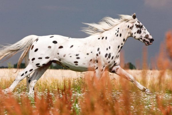 horse-163
