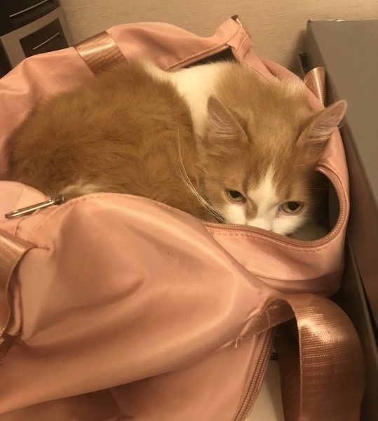 Кошка в сумке
