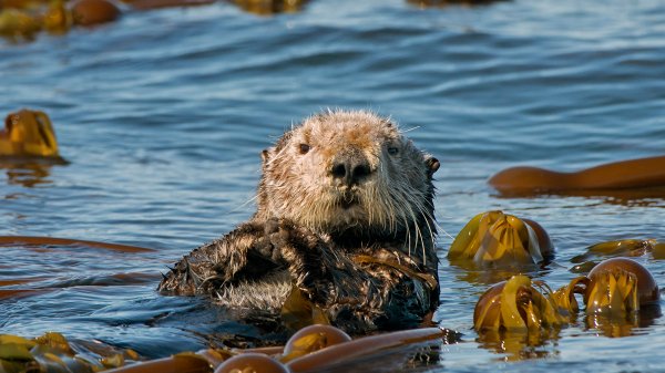 OtterDay ROW8950256578 UHD