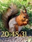 squirrels swf