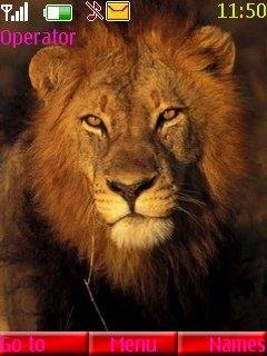 Hungry lion