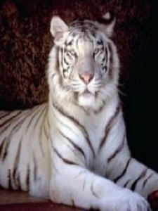 God tigra v2