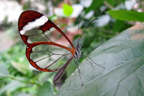 Butterflies 3