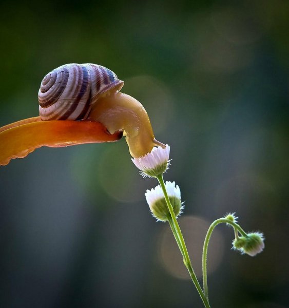 macro04