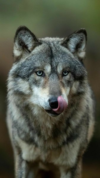 file_91161627