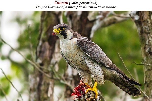 Сапсан (Falco peregrinus)