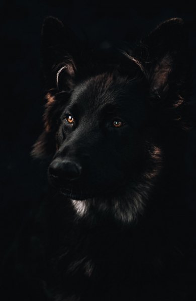 Image 188423 1630153035