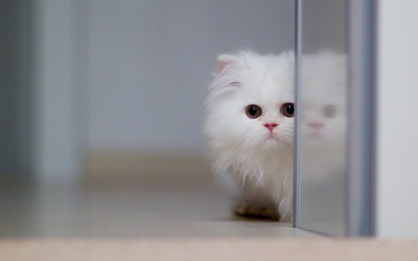котёнок перс белый..file