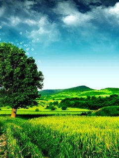 Nature