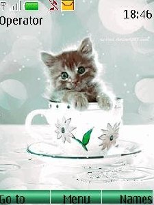 Sweety Cat