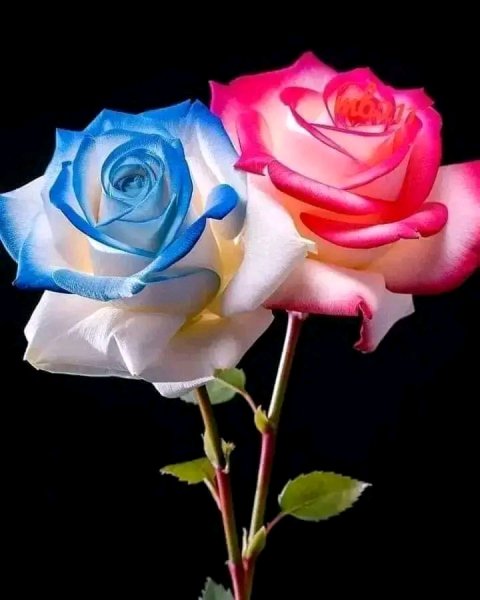 file_95694747
