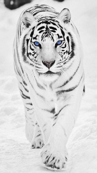 White Tiger-wallpaper-10188814
