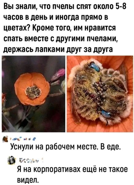 file_103331766
