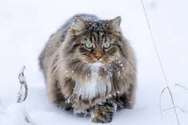 Кот зимой. (21)