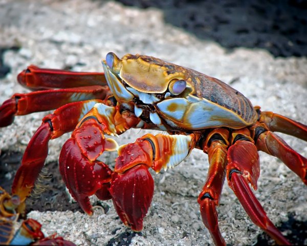 Animals Snails and mollusks Big red sea crab on the s