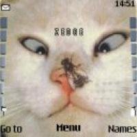 koshka-i-muha-