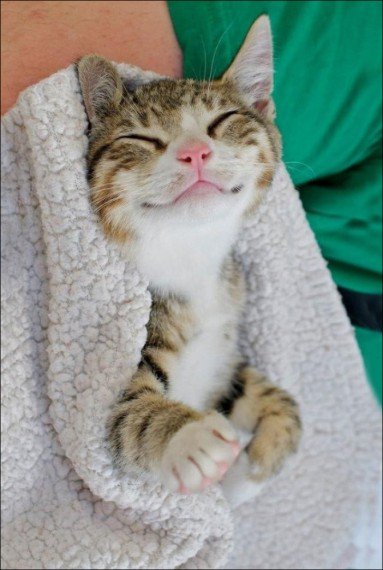 smiling-cat-002