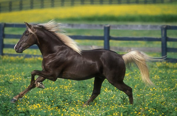 horse-3