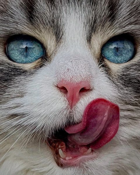 RVBZlHQK1MM