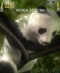 Panda by Regiment