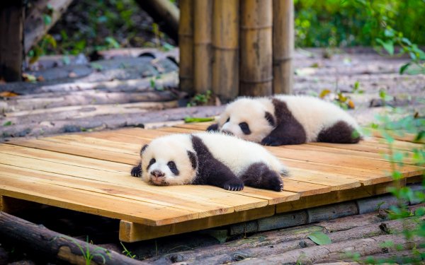 Panda Bears 8