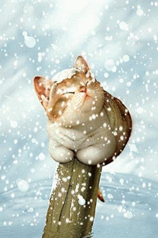 зимний кот