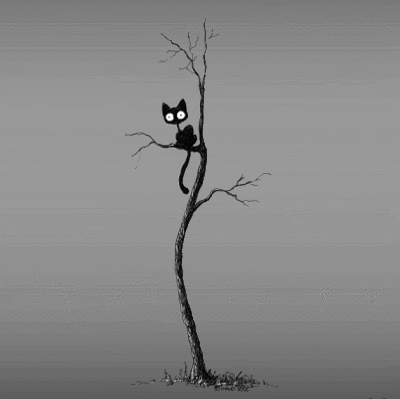 black cat