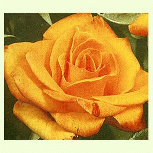 file_86277480