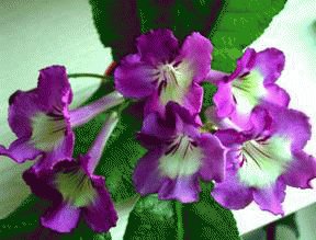 file_86274495