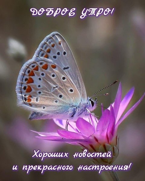 Доброе утро