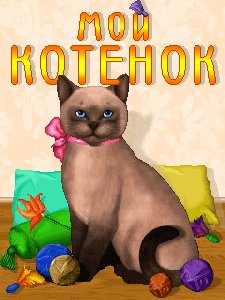 my cat