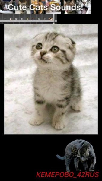 Cats Sounds 1.6