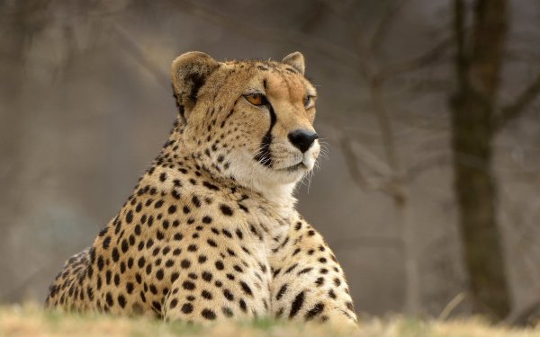 Cheetahs Glance 545307 3840x2400