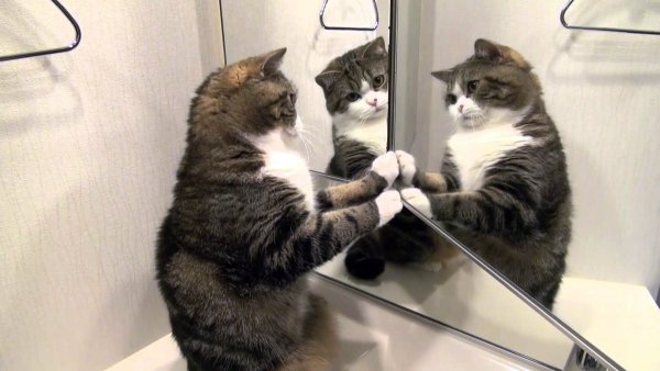 Mirror-6