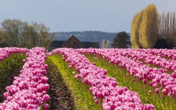 Fields of Flowers 13