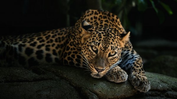 03-28-leopard
