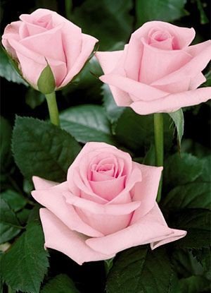 IMG 20200123 243926