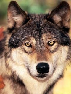 Wolf