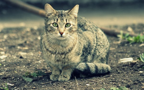 Animals Cats The green-eyed pet cat sitt