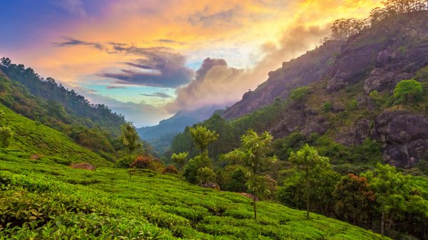 TeaPlantation ROW4480341404 UHD