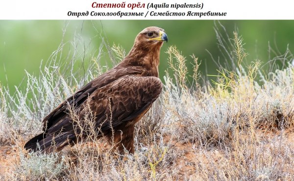 Степной орёл (Aquila nipalensis)