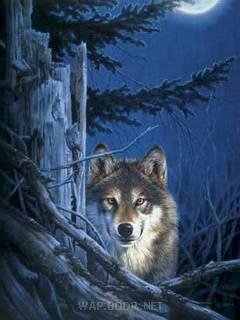 Wolf 6th sN
