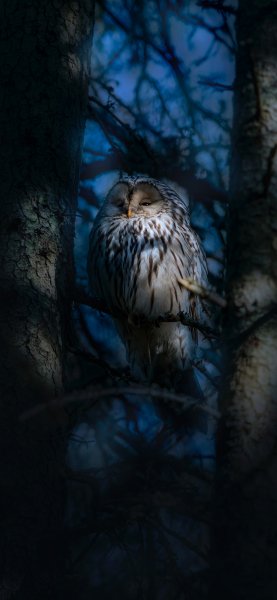 file_92133858