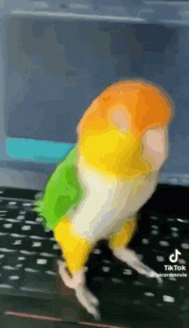 Bird