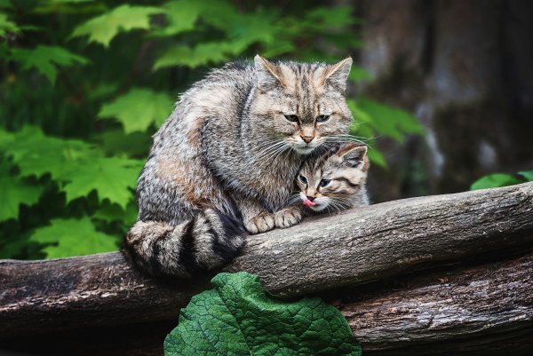 Dikii-lesnoi-kot-dikie-koshki-kotenok-mat-koshka-koshki-prir