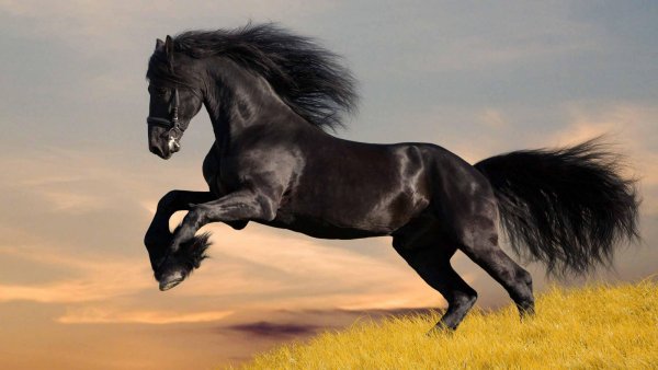 animals-horse-black-horse-wallpaper